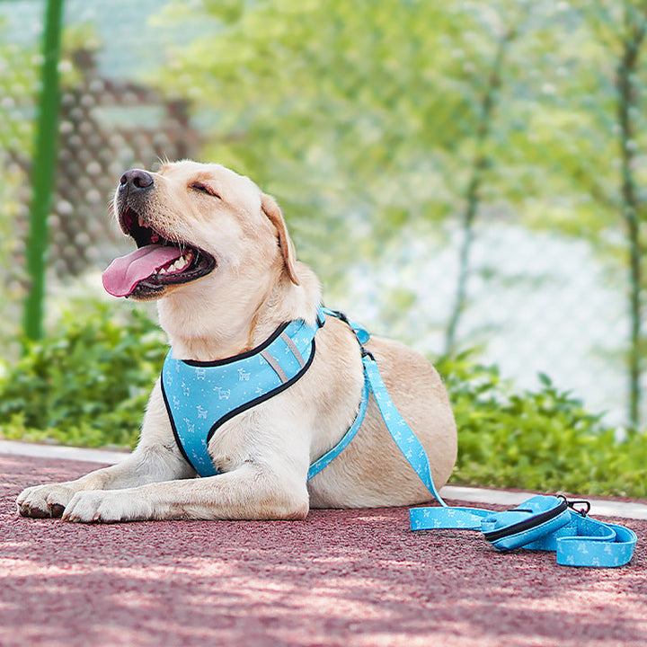 Elevate Your Pet's Style with Our Pet Harness And Leash Set
