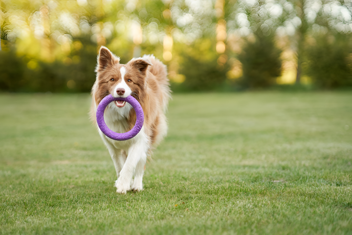 Top Pet Toys to Keep Your Furry Friend Active