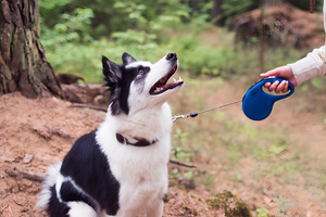 Why Proper Leashes and Harnesses Matter