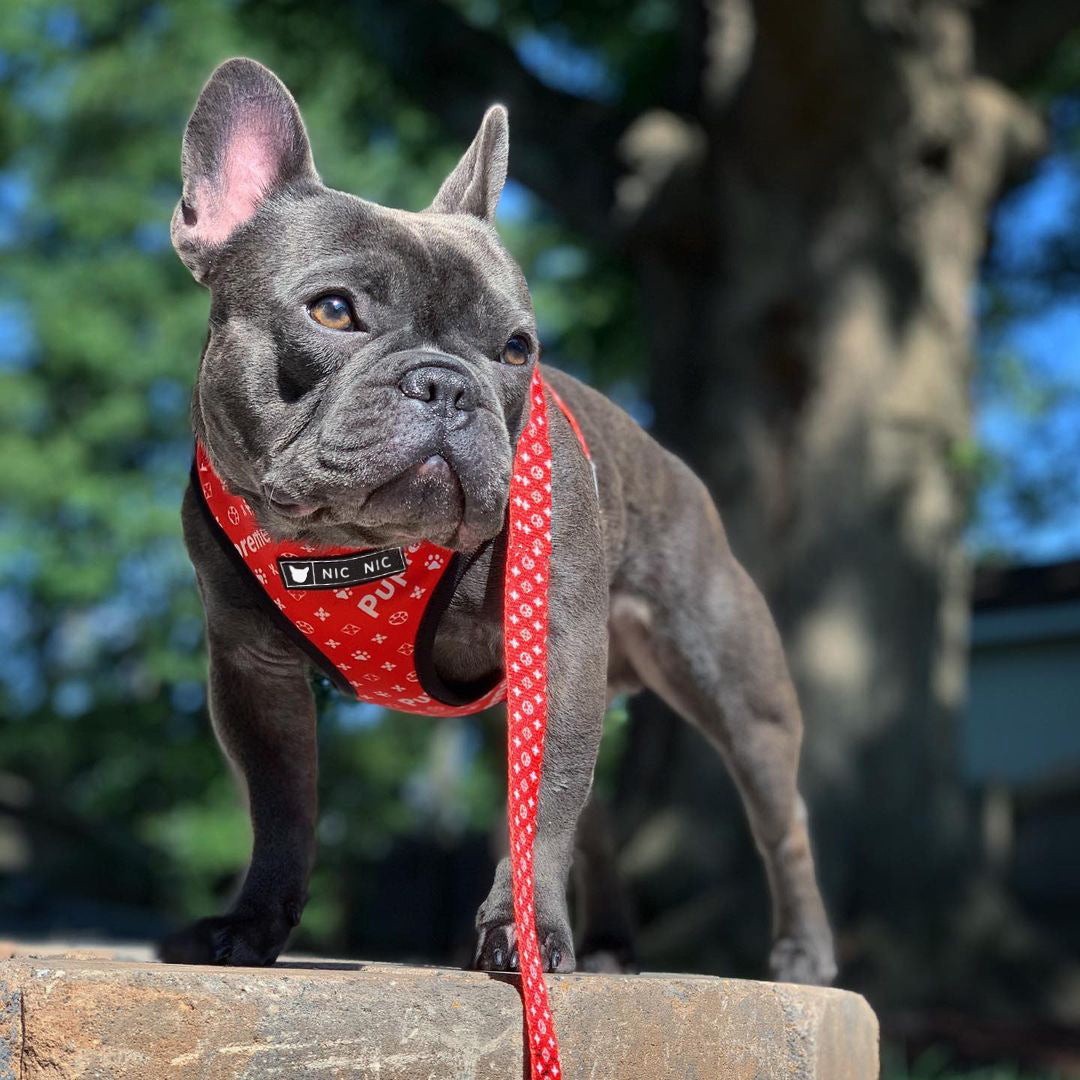 Breathable Mesh Pet Harness Leash For Comfortable Walking
