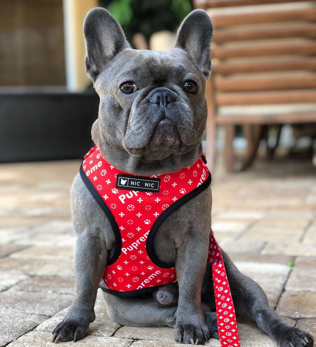 Breathable Mesh Pet Harness Leash For Comfortable Walking