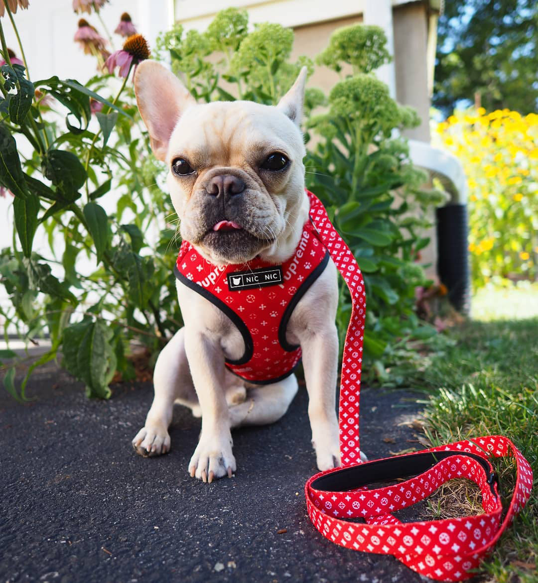 Breathable Mesh Pet Harness Leash For Comfortable Walking