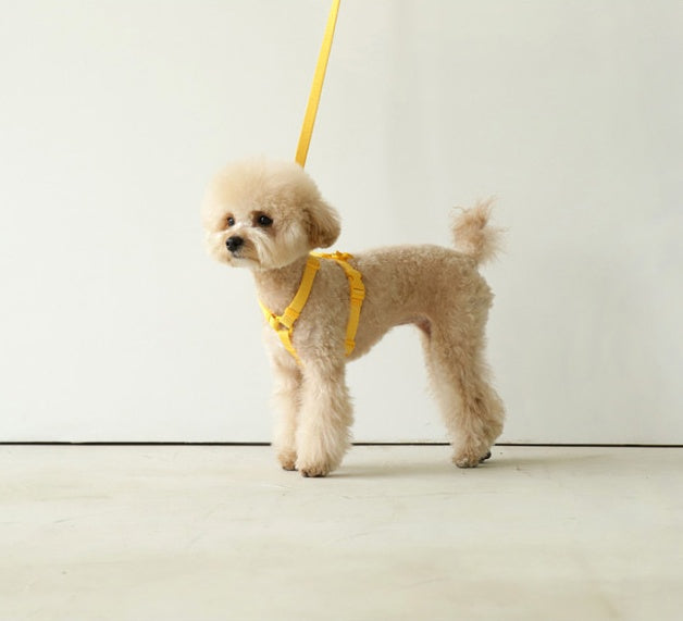 Macaron Style Pet Leash With Modern Minimal Design