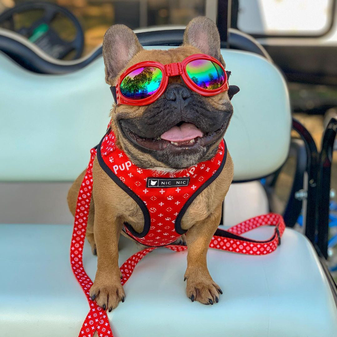 Breathable Mesh Pet Harness Leash For Comfortable Walking