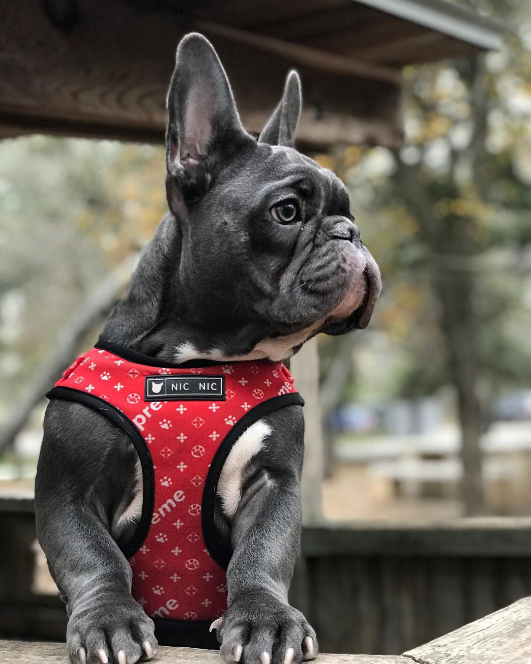 Breathable Mesh Pet Harness Leash For Comfortable Walking